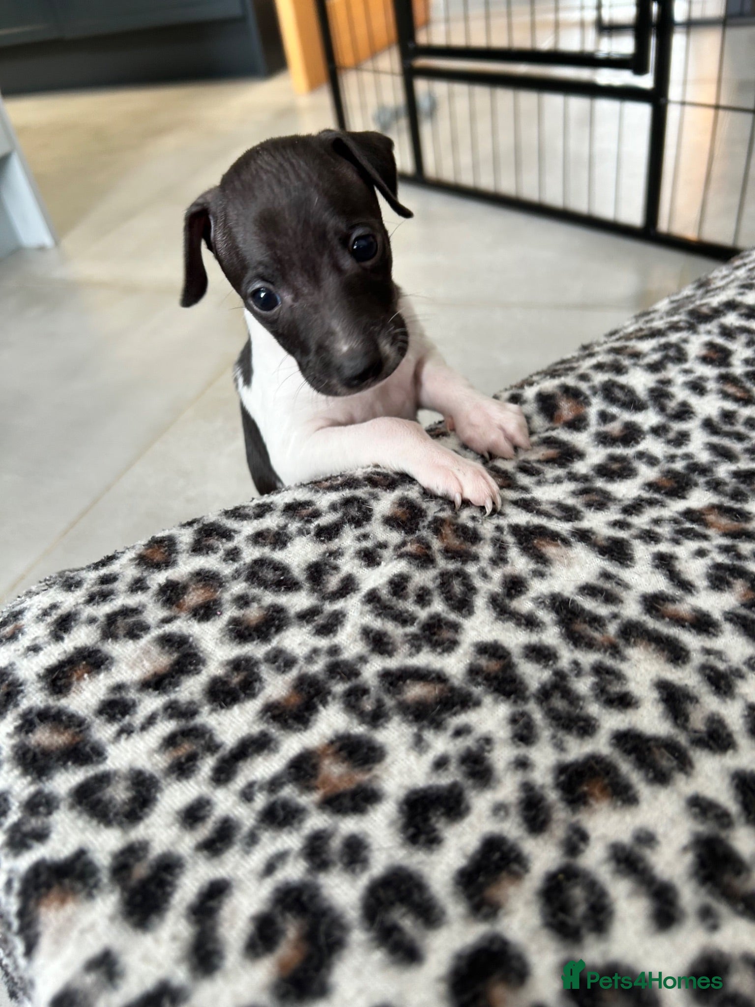 Italian Greyhound dogs Beautiful Italian greyhounds - Advert 1