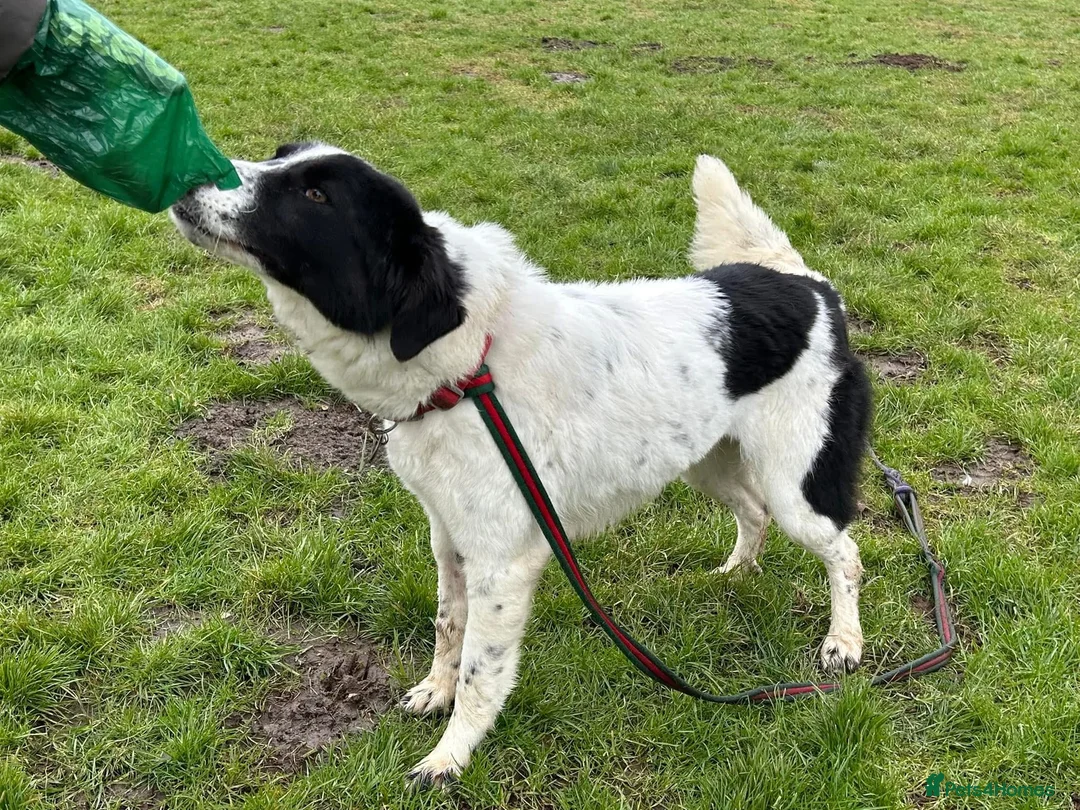 Mixed Breed dogs for adoption: Magpie - Norwich Norfolk  in Norwich - Advert 18