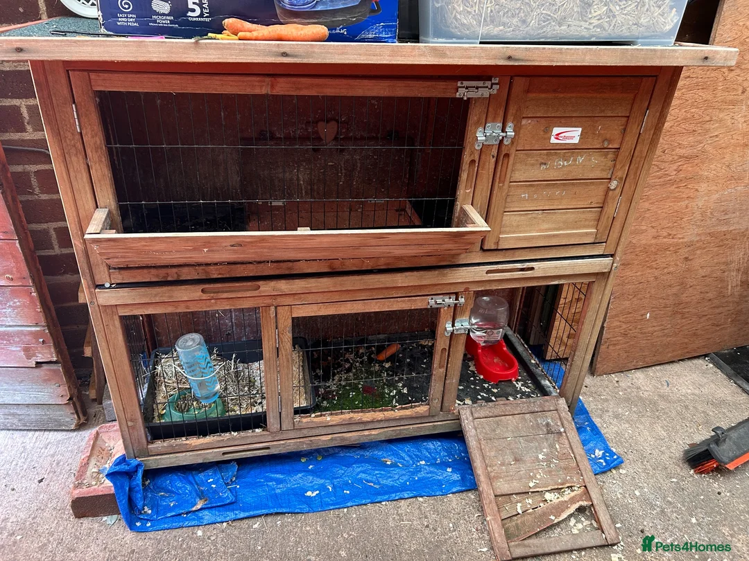 Mini Lion Lop rabbits for sale: Two Beloved female rabbits looking a loving home  in Birmingham - Advert 2