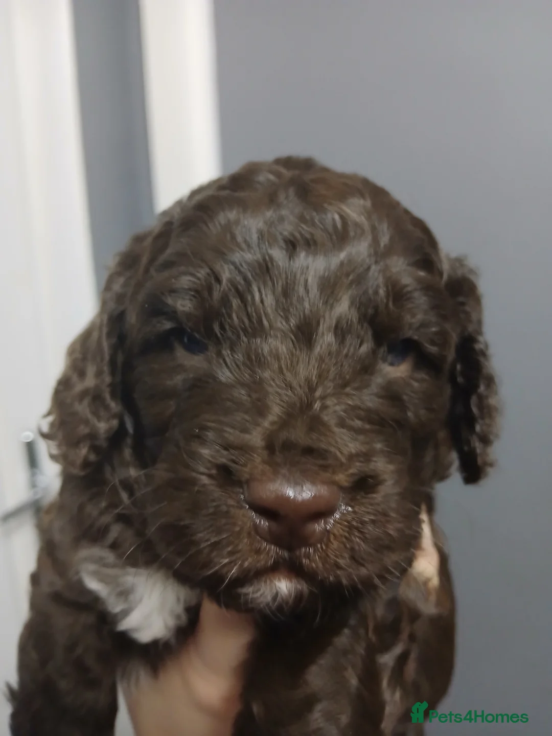 Cockapoo dogs for sale: F1 miniature cockapoo male - Advert 7