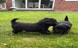 Bedlington Terrier dogs for sale: Stunning Bedlington Terrier puppies  - Image 9