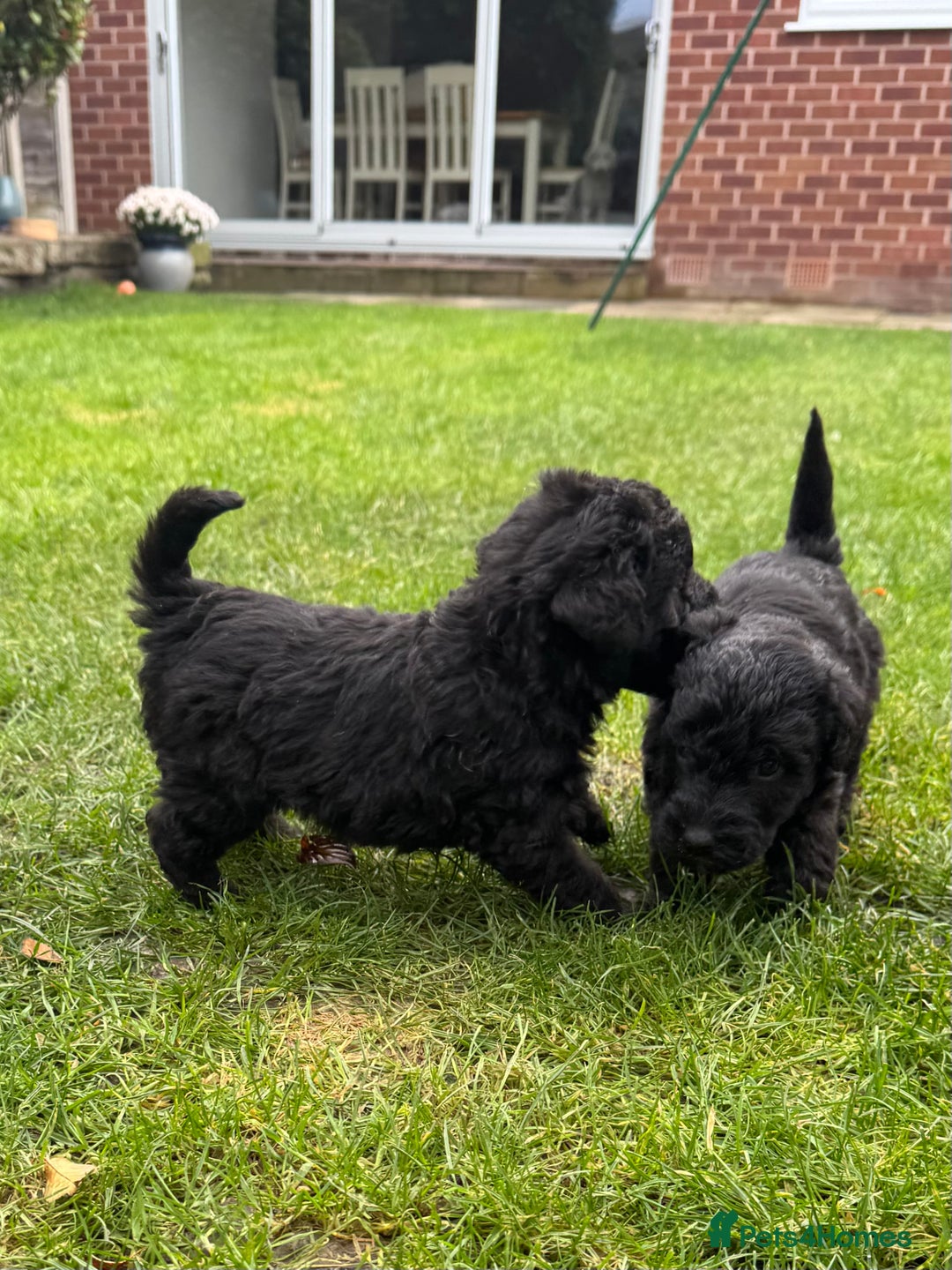 Bedlington Terrier dogs for sale: Stunning Bedlington Terrier puppies  - Image 9