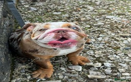 English Bulldog dogs for sale: Chocolate tri merle female in Preston - Image 2