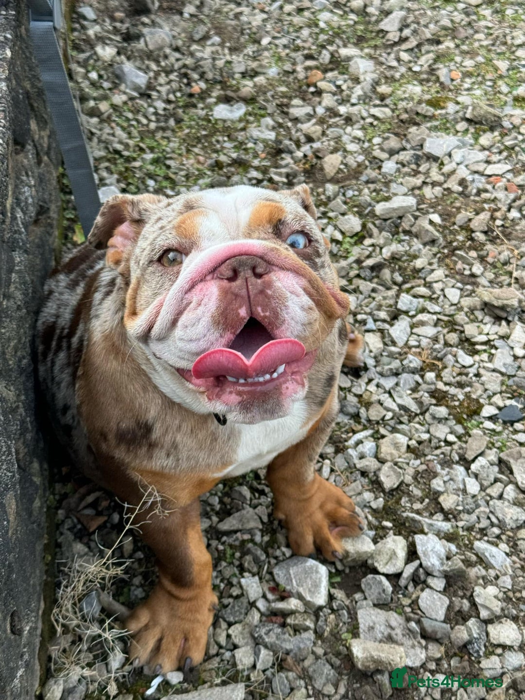 English Bulldog dogs for sale: Chocolate tri merle female in Preston - Image 2