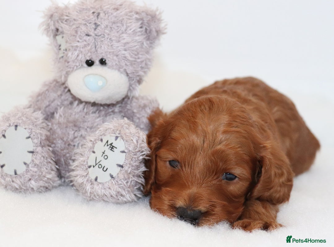 Cockapoo dogs for sale: Welcome to Cotswold Cavapoos and Cockapoos - Advert 11