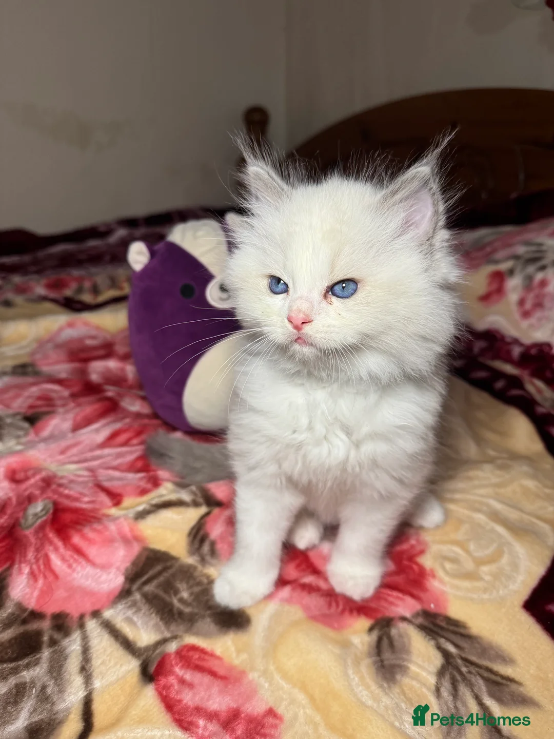 Ragdoll cats for sale: 5 Beautiful blue eyed pure ragdolls - Advert 12