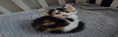 Mixed Breed Kitten 2
