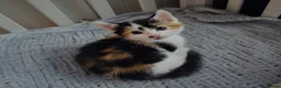 Mixed Breed cats for sale: Beautiful tabby kittens - Advert 5