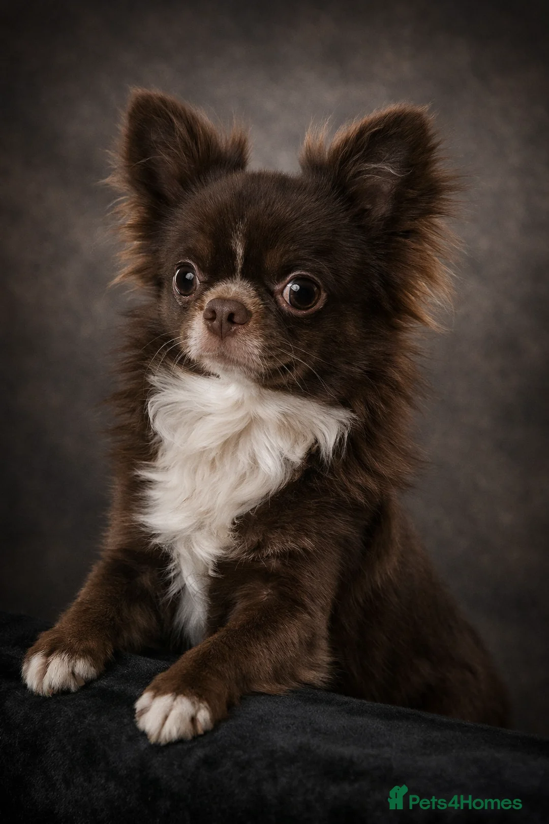 Chihuahua dogs for stud: Chihuahua Chocolate longhaired Stud  - Advert 1