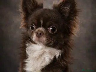 Chihuahua dogs Chihuahua Chocolate longhaired Stud - Advert 22