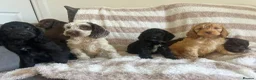 Cocker Spaniel dogs for sale: Beautiful Cocker spaniel pups  - Advert 10