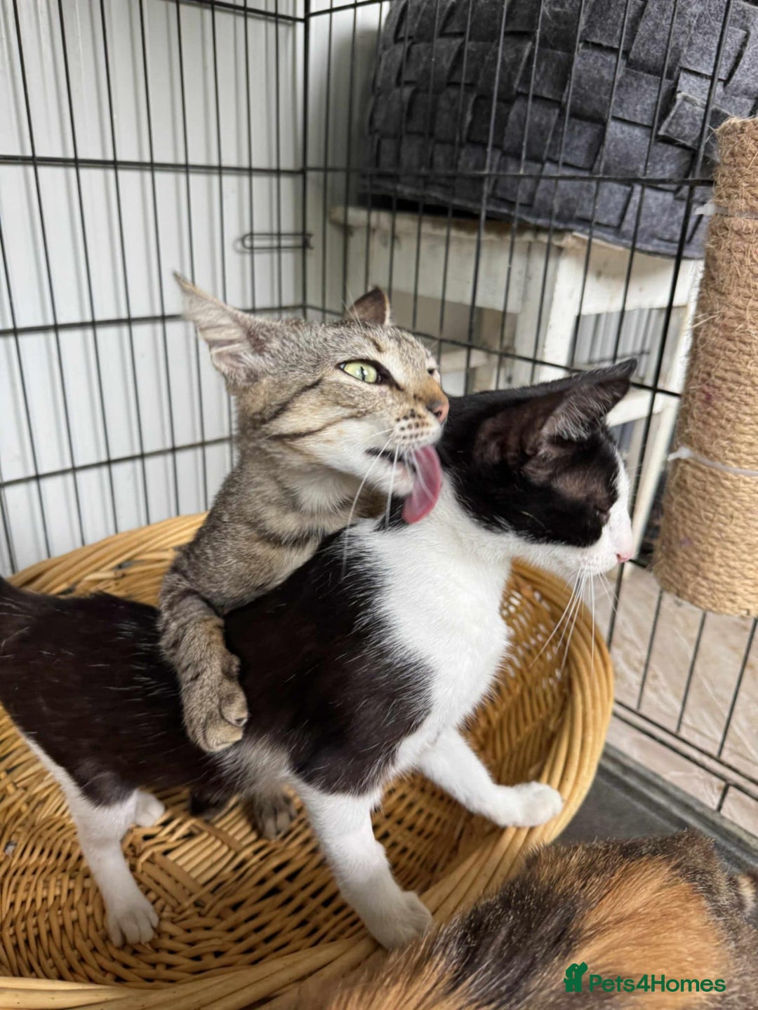 Mixed Breed cats for adoption: Tessa the tabby. Norwich Norfolk  - Image 6