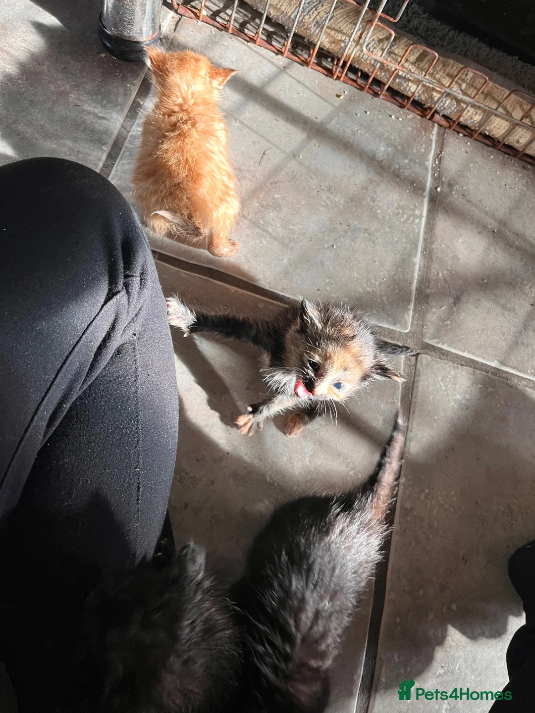 Mixed Breed cats for sale: 5 x kittens in Carnforth - Advert 2
