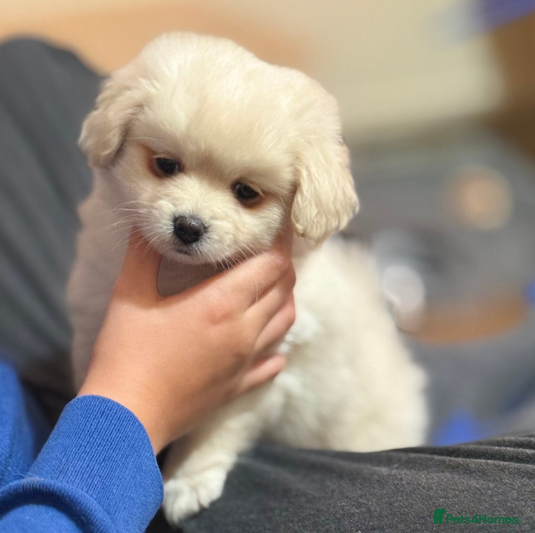 Mixed Breed dogs for sale: Adorable Pomapoo puppies- ready soon - Advert 9