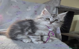 Maine Coon cats for sale: Gorgeous GCCF Maine Coons poss Active - Image 4
