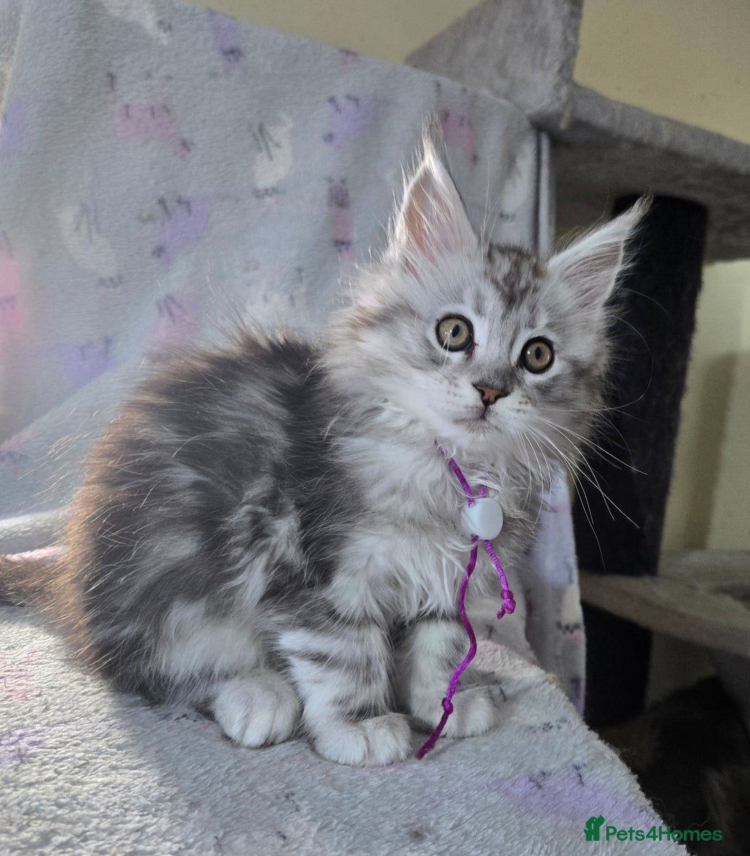 Maine Coon cats for sale: Gorgeous GCCF Maine Coons poss Active - Image 4