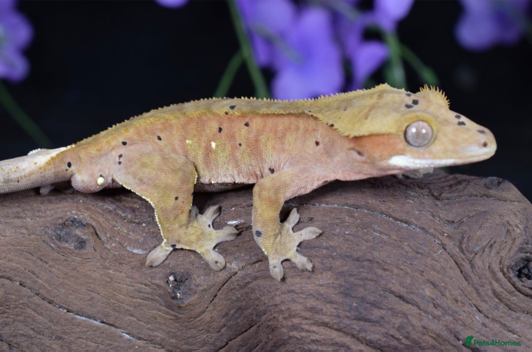 Gecko reptiles for sale: Various crested geckos - Advert 9