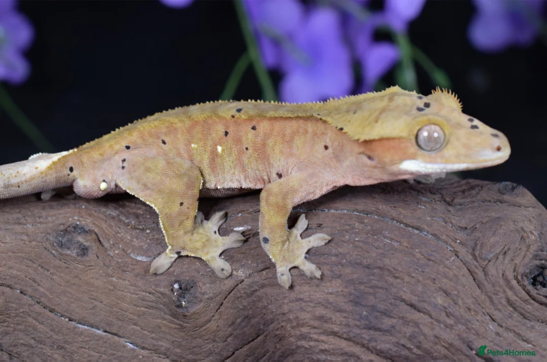 Gecko reptiles for sale: Various crested geckos - Advert 9