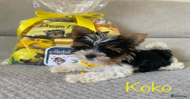 Yorkshire Terrier dogs - Advert 2