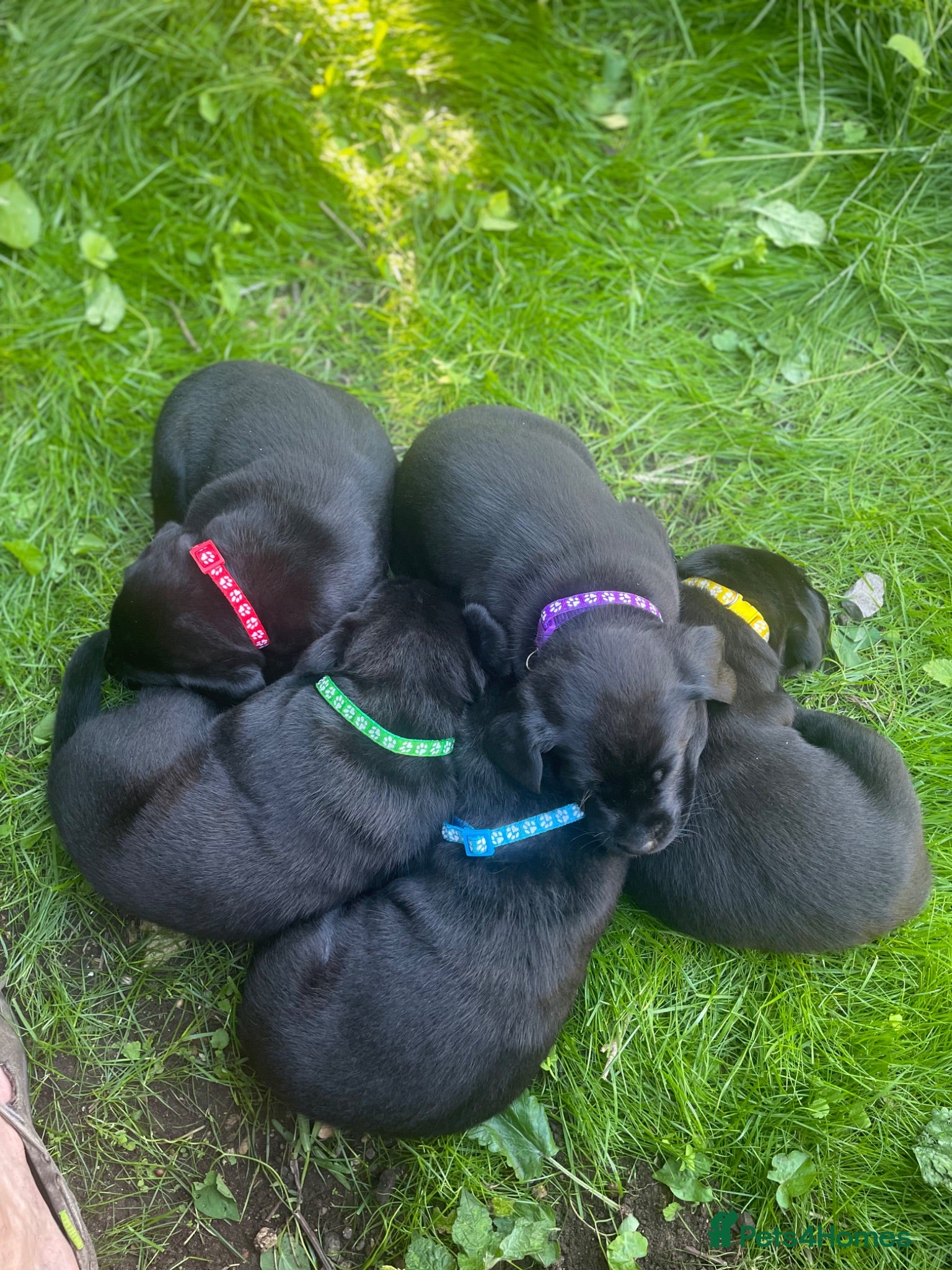 Labrador Retriever dogs 4 of 7 beautiful, healthy Labrador puppies  - Advert 1