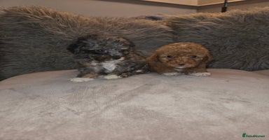 Toy Poodle dogs - Advert 2