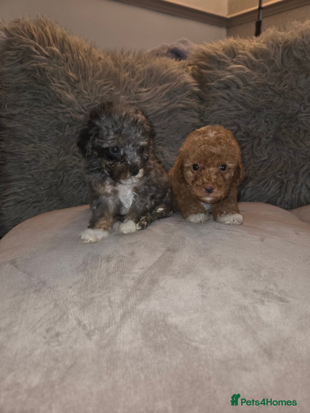 Toy Poodle dogs for sale: Beautiful Toy Poodle puppies - Image 2