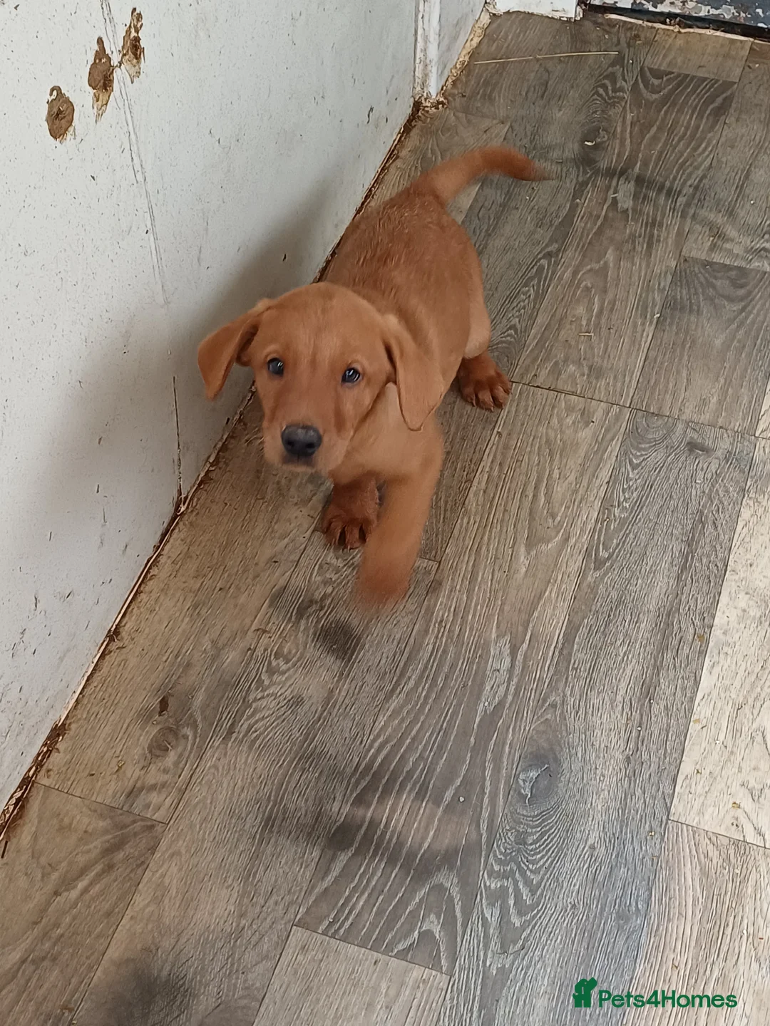 Labrador Retriever dogs for sale: LABRADOR PUPPIES - FOX RED - Advert 26