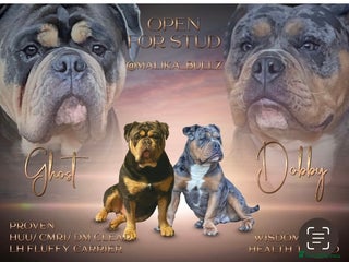 Olde English Bulldogge dogs - Advert 36