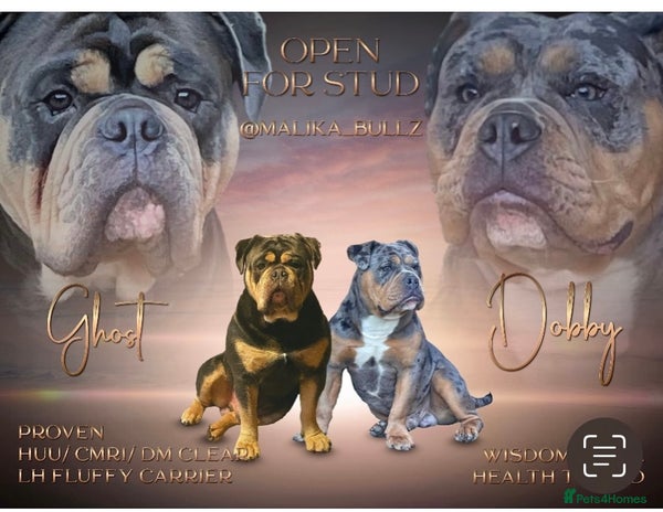 Olde English Bulldogge dogs Fluffy carrier health tested proven male - Advert 6