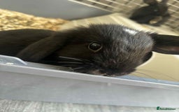 Dwarf Lop rabbits for sale: Bunnies for sale  - Image 7