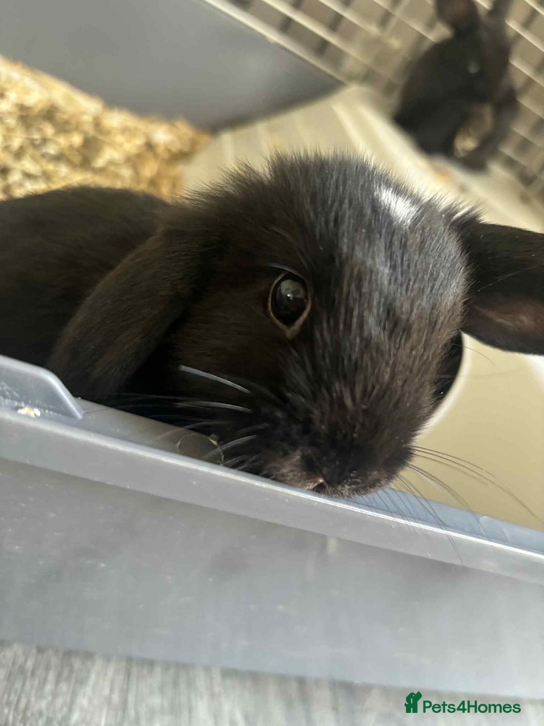 Dwarf Lop rabbits for sale: Bunnies for sale  - Image 7