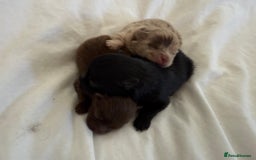 Pomeranian dogs for sale: Kc jet black Pomeranian male Merlin  - Image 17