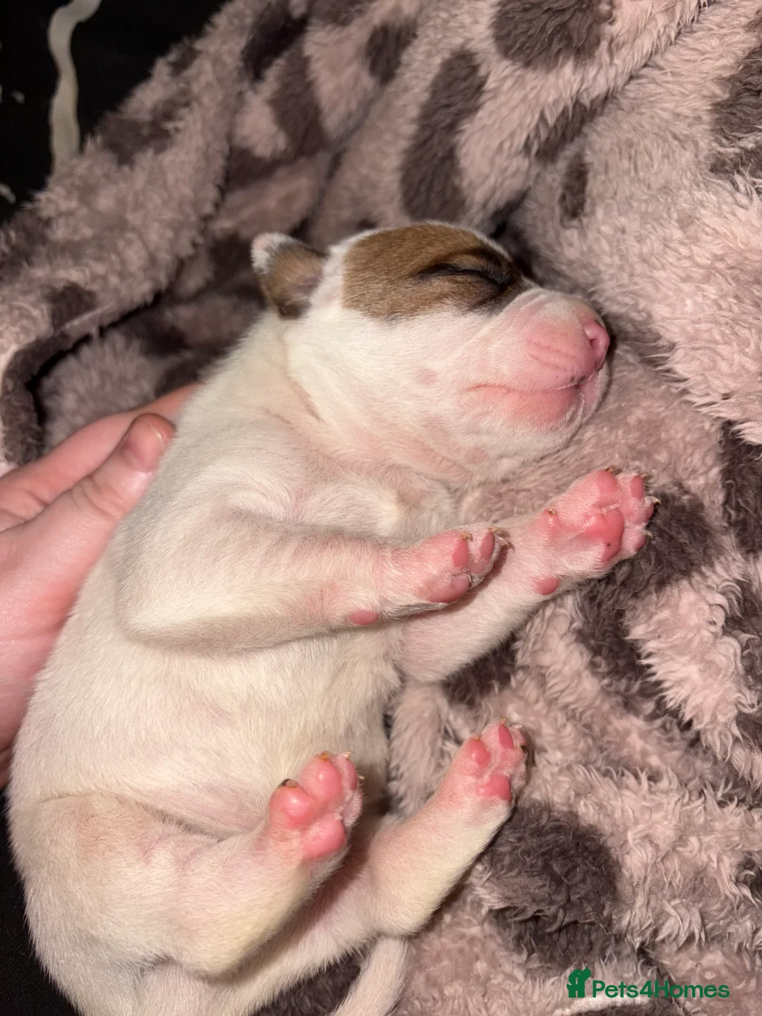 Mixed Breed dogs for sale: Staffy x American bulldog mixed breed  - Advert 2