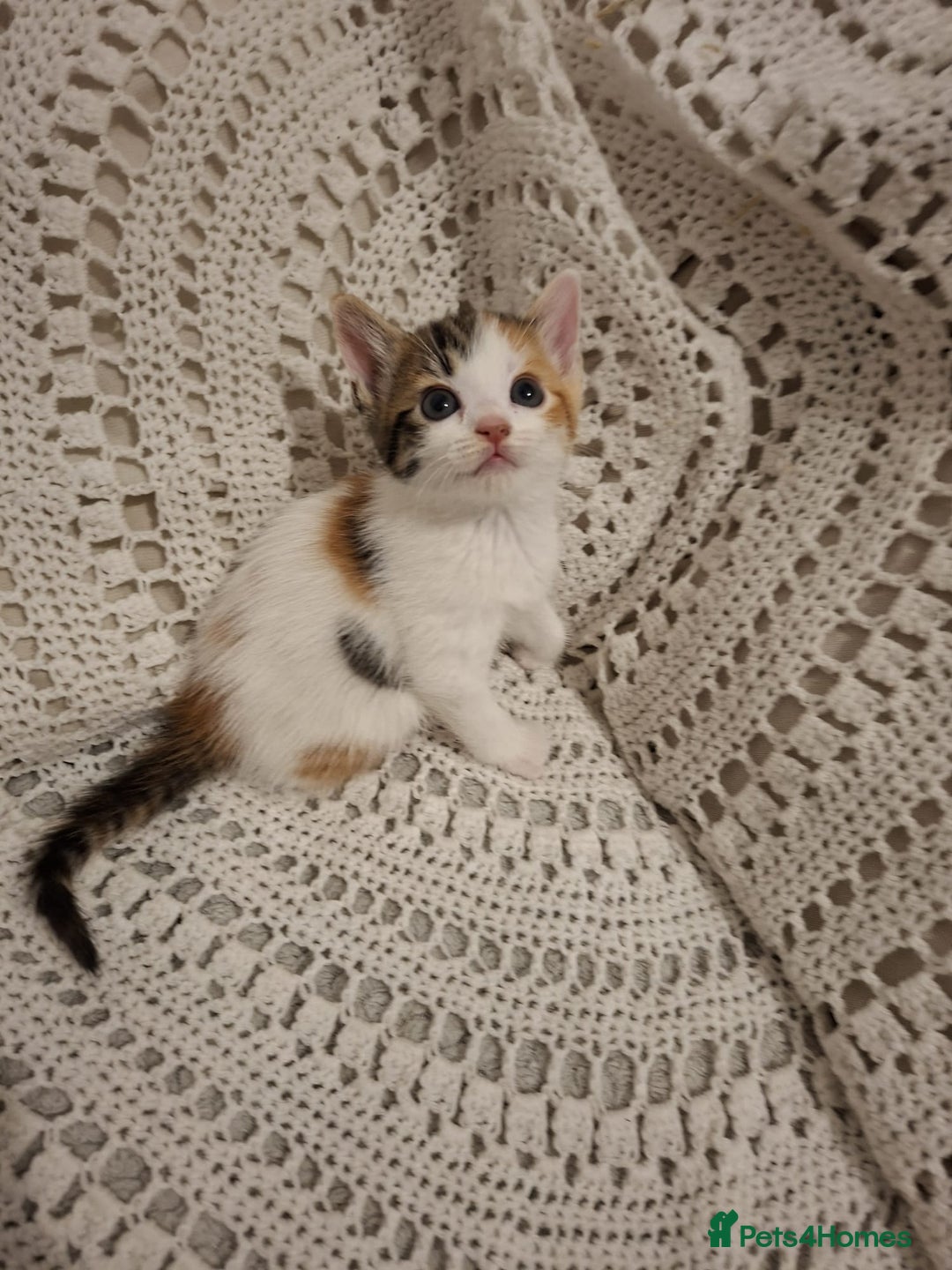 British Shorthair cats for sale: beautiful kittens available to pick up - Image 6
