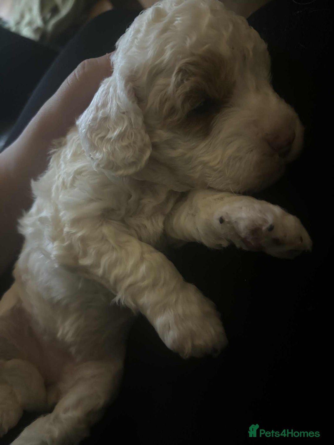 Cockapoo dogs for sale: Only two puppies left! Ready to go 9th December! - Advert 14