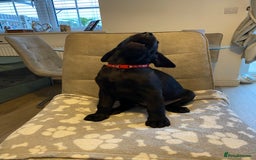 Labrador Retriever dogs for sale: Handsome Reggie needs forever family - Image 10