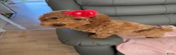 Cockapoo dogs for sale: Cockapoo puppy - Advert 3
