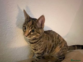 Mixed Breed cats Mixed bengal kitten - Advert 1