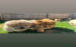 Chow Chow dogs for sale: Champion pedigree chow chow puppies in Northampton - Image 16