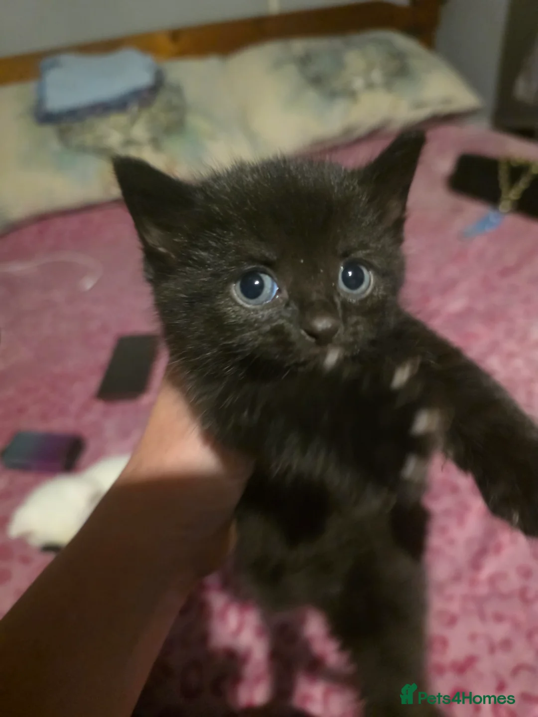 Mixed Breed cats for sale: For sale 4 beautiful kittens - Advert 2