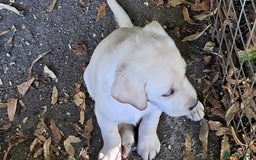 Labrador Retriever dogs for sale: Robust, sensible, yellow KC Labrador Pups - Image 5