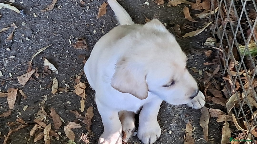 Labrador Retriever dogs for sale: Robust, sensible, yellow KC Labrador Pups - Image 5