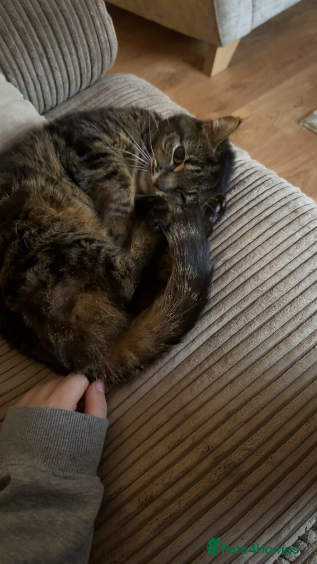 Mixed Breed cats for sale: Coco and snow  - Advert 4