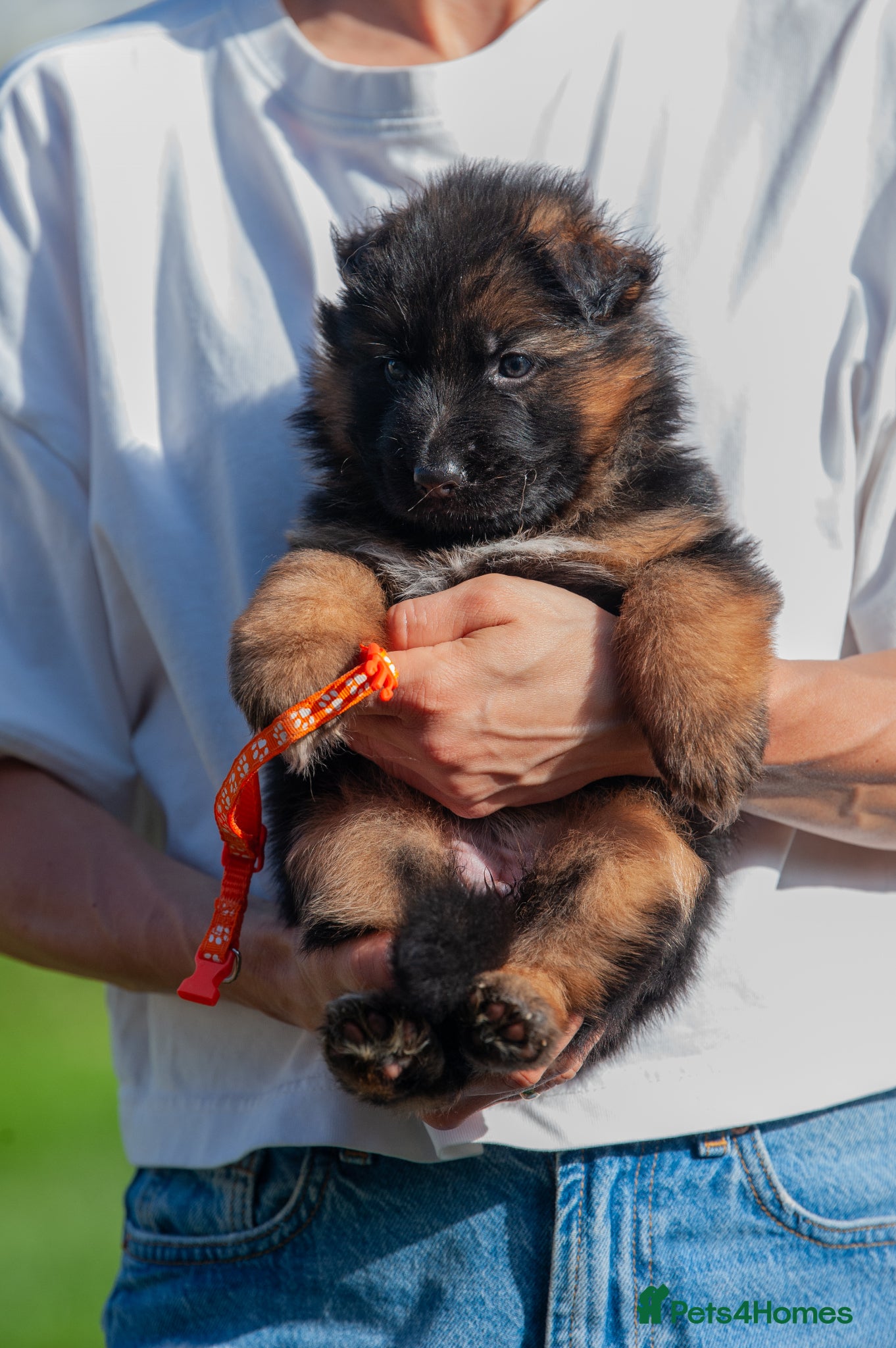 German Shepherd dogs for sale: ❤️🐾 Beautiful Long-Haired GSD Puppies🐾❤️ - Advert 9