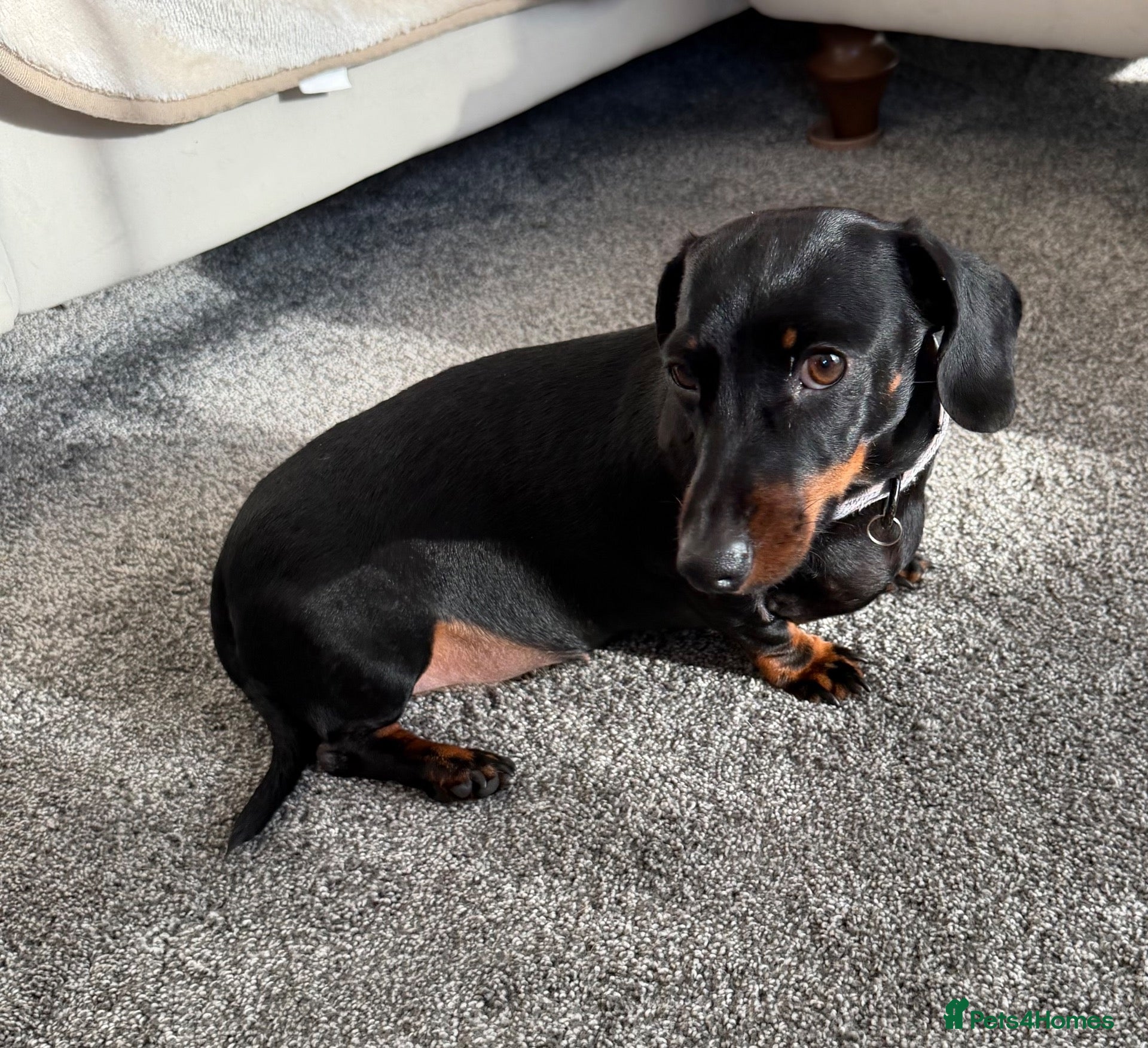 Dachshund dogs Beautiful Lady Daschund  - Advert 5