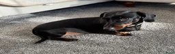 Dachshund dogs for sale: Beautiful Lady Daschund  - Advert 1