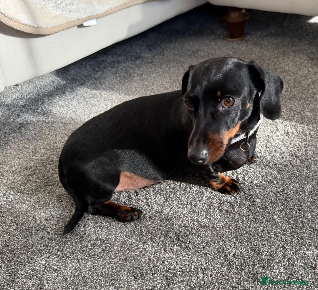 Dachshund dogs for sale: Beautiful Lady Daschund  - Advert 1