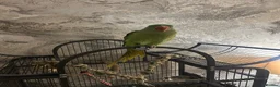 Parakeets birds for sale: Alexandrine parakeet in Bradford - Advert 3