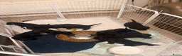 Mixed Breed dogs for sale: Golden Retriever x Springer Spaniel - Advert 4