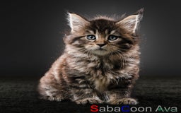 Maine Coon cats for sale: Purebred Maine Coon Kittens - Image 9